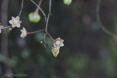 Phyllanthus gageanus